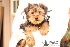 Photo №4. I will sell yorkshire terrier in the city of Jena.  - price - 687$