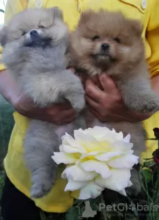 Photo №1. pomeranian - for sale in the city of Лида | 254$ | Announcement № 11911