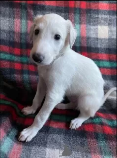 Additional photos: Russian Greyhound Borzoi - Puppies