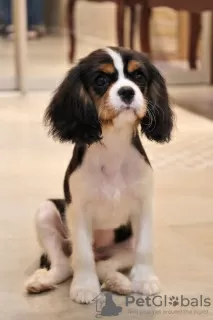 Additional photos: Puppies Cavalier King Charles Spaniel