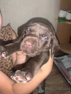 Photo №1. german shorthaired pointer - for sale in the city of Taganrog | 97$ | Announcement № 20323