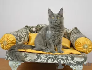 Photo №1. maine coon - for sale in the city of St. Petersburg | negotiated | Announcement № 8879