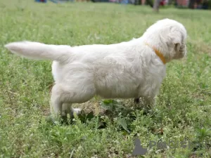 Additional photos: golden retriever puppies