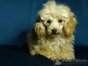 Additional photos: Awesome toy poodle girl, teacup in teddy style.