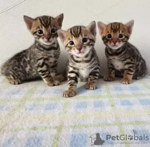 Photo №1. bengal cat - for sale in the city of Sydney | 400$ | Announcement № 131255