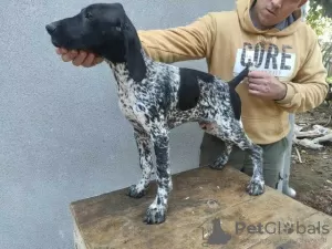 Photo №1. german shorthaired pointer - for sale in the city of Lapovo | negotiated | Announcement № 121630