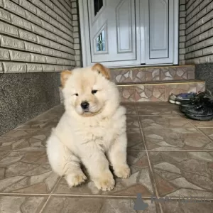 Additional photos: Male chow chow