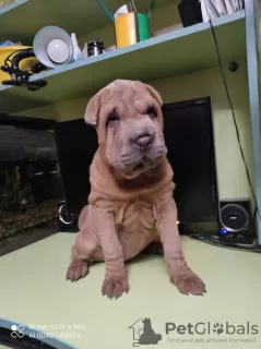 Photo №2 to announcement № 11604 for the sale of shar pei - buy in Ukraine private announcement