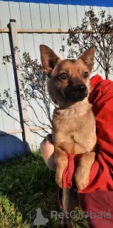 Additional photos: A dog in a T-shirt is looking for a home