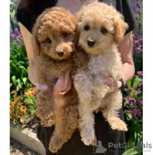 Photo №2 to announcement № 68634 for the sale of poodle (toy) - buy in Germany 