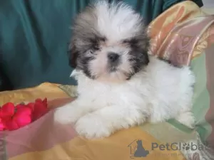 Photo №2 to announcement № 126858 for the sale of shih tzu - buy in Portugal 