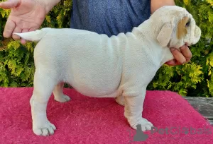 Photo №1. english bulldog - for sale in the city of Gdańsk | 1585$ | Announcement № 71260