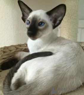 Photo №1. oriental shorthair - for sale in the city of Orenburg | 846$ | Announcement № 116302