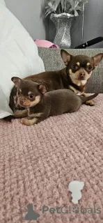 Additional photos: chihuahua KC Registered