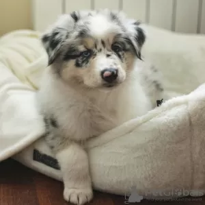 Photo №1. australian shepherd - for sale in the city of Reykjavík | negotiated | Announcement № 123118