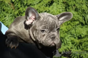 Additional photos: Exotic french bulldog puppies