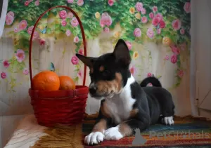 Additional photos: Basenji Champion Bloodlines Pups, FCI Pedigree