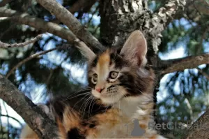 Photo №2 to announcement № 10411 for the sale of maine coon - buy in Russian Federation from nursery