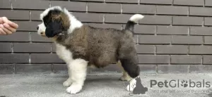 Additional photos: St. Bernard puppies