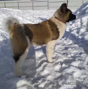 Additional photos: American Akita Puppies