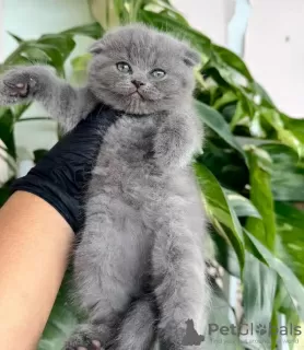 Photo №2 to announcement № 123100 for the sale of british shorthair - buy in United States private announcement