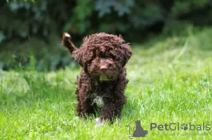 Additional photos: Lagotto Romagnolo puppies