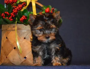 Additional photos: Yorkshire terrier puppy for sale