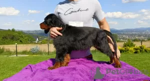 Photo №1. gordon setter - for sale in the city of Nowy Sącz | negotiated | Announcement № 63485