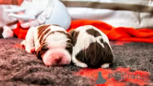 Additional photos: English Springer Spaniel puppies