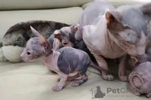 Additional photos: Kittens Don Sphynx gum