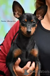 Photo №2 to announcement № 72133 for the sale of miniature pinscher - buy in Ukraine private announcement, from nursery, breeder