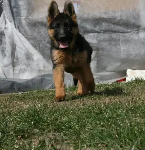 Photo №4. I will sell german shepherd in the city of Minsk. private announcement, breeder - price - 500$