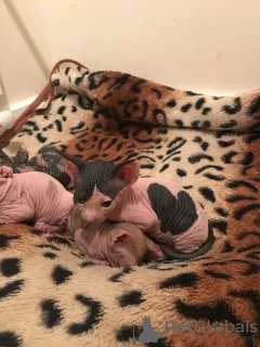 Photo №1. sphynx cat - for sale in the city of Кайзерслаутерн | 426$ | Announcement № 8009