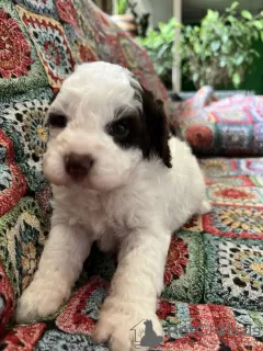 Additional photos: Lagotto Romagnolo puppies