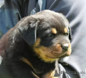 Additional photos: Rottweiler puppy - Viana Tanarotti