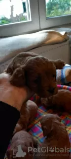 Additional photos: Cavapoo pappy f1 generation