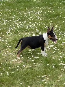 Photo №3. Gorgeous bitch mini-bull for sale. Russian Federation