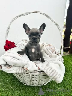 Additional photos: French bulldog puppies