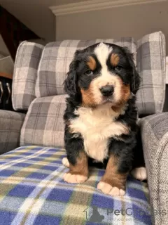 Photo №1. bernese mountain dog - for sale in the city of Pittsburgh | 400$ | Announcement № 101287