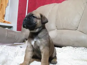 Additional photos: Cane Corso Puppies