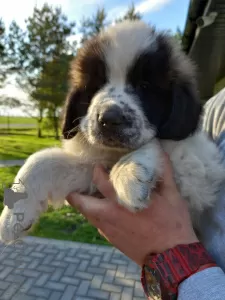 Additional photos: Moscow Guard Dog with Pedigree - puppies