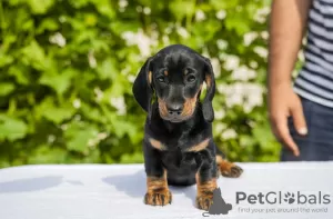 Additional photos: Standard dachshund puppies