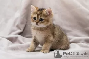 Photo №4. I will sell british shorthair in the city of Kishinev. breeder - price - 572$