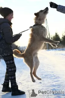 Additional photos: Kuzya!