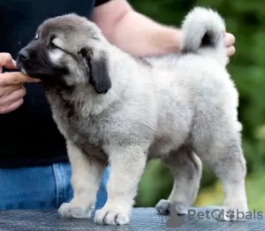 Additional photos: Caucasian Shepherd puppies