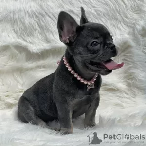 Photo №1. french bulldog - for sale in the city of Georgetown | negotiated | Announcement № 109920