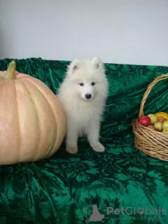 Additional photos: Samoyed puppies