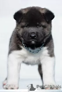 Photo №4. I will sell american akita in the city of Kraljevo.  - price - negotiated