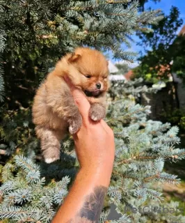 Photo №4. I will sell pomeranian in the city of Werbass.  - price - negotiated