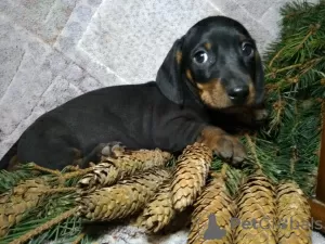 Additional photos: Dachshund puppies